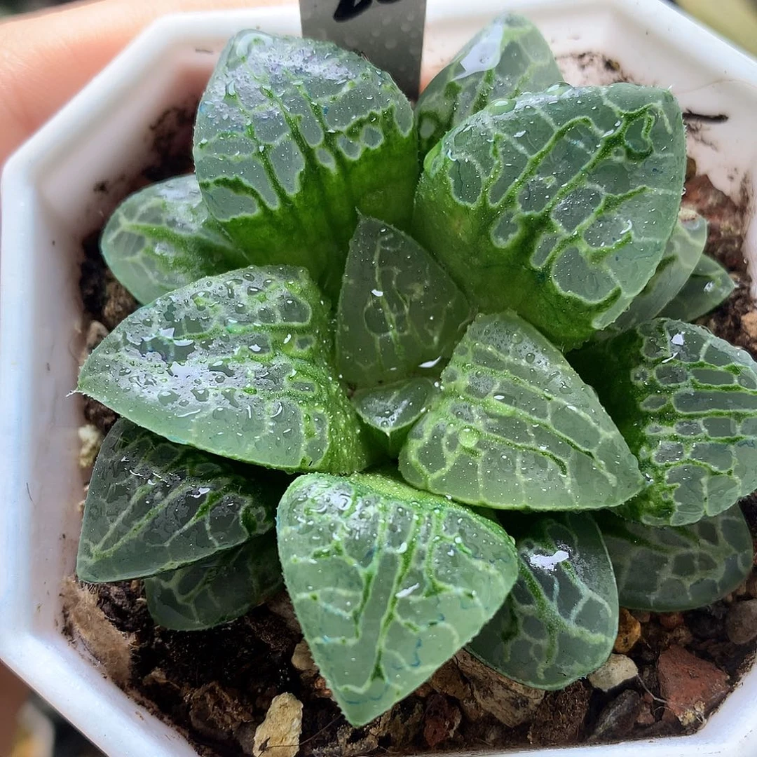 生生不息寿皮上窗带盆土发货