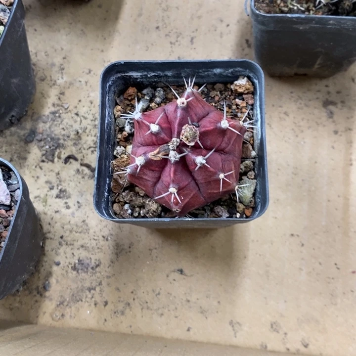 实生红宝石特价福利