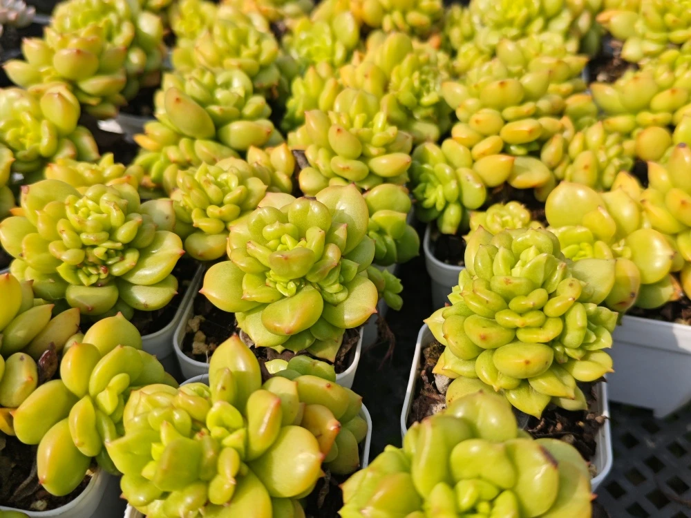 苹果叶 多肉多浆植物原盆原土带盆土发货