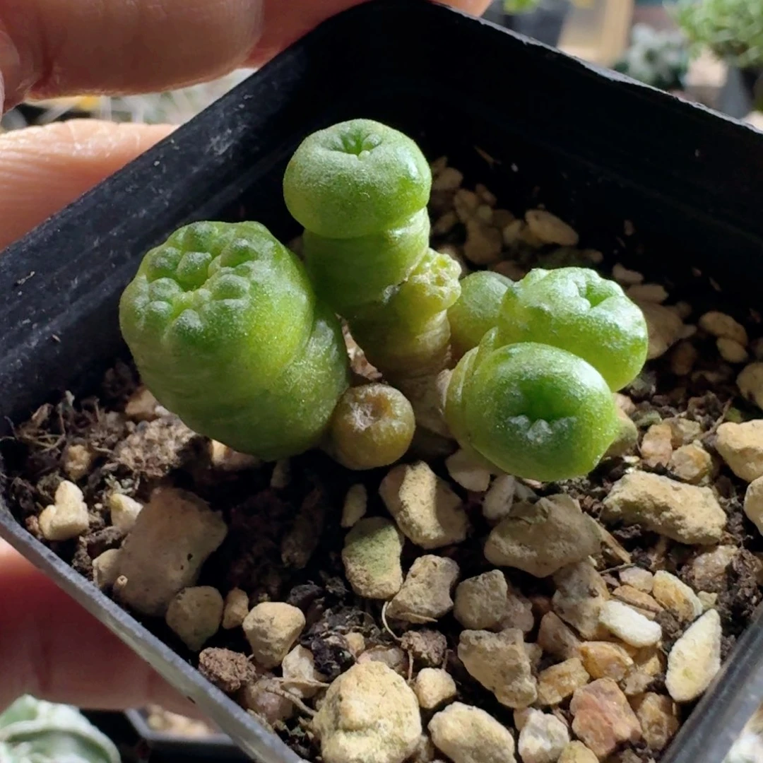 309小红点带盆发货