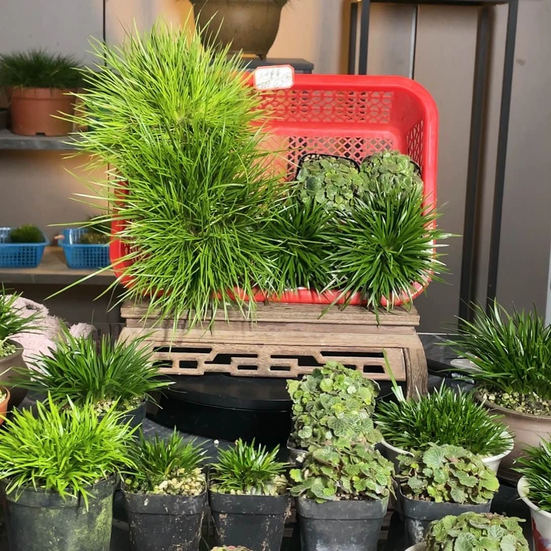 【闪购商品】不开花植物