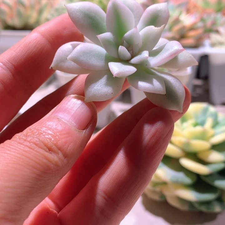 月下白覆轮砍头无根