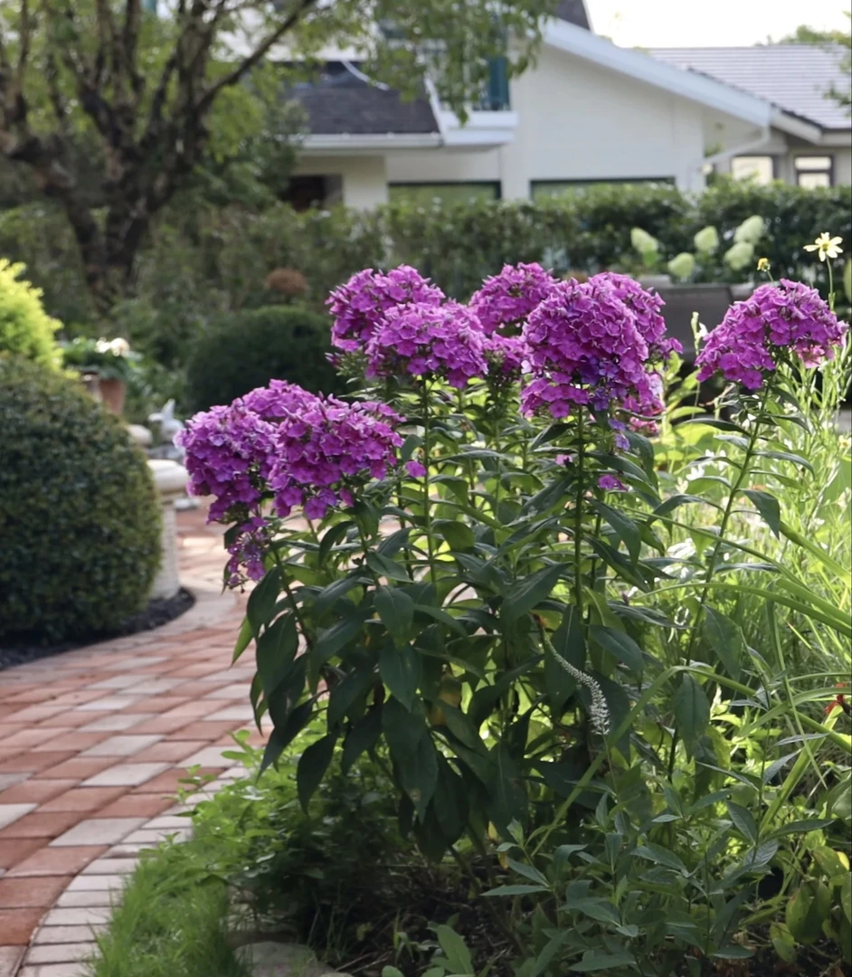 [宿根直立福禄考] 110口径盆 多年生庭院高杆四季开花卉植物盆栽