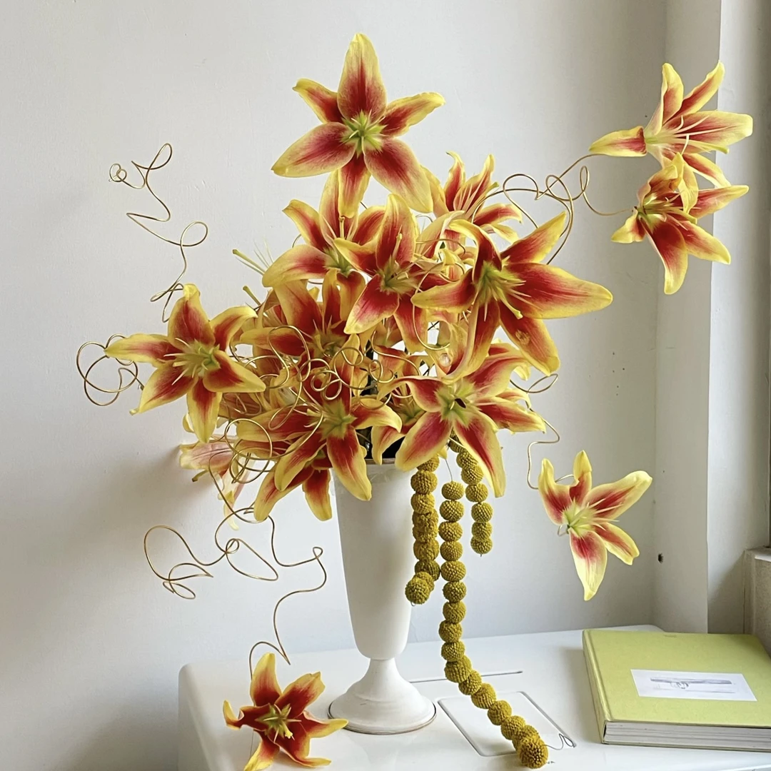 【皇冠】18/20百合种球盆栽地栽 开花对版 又叫卡维里