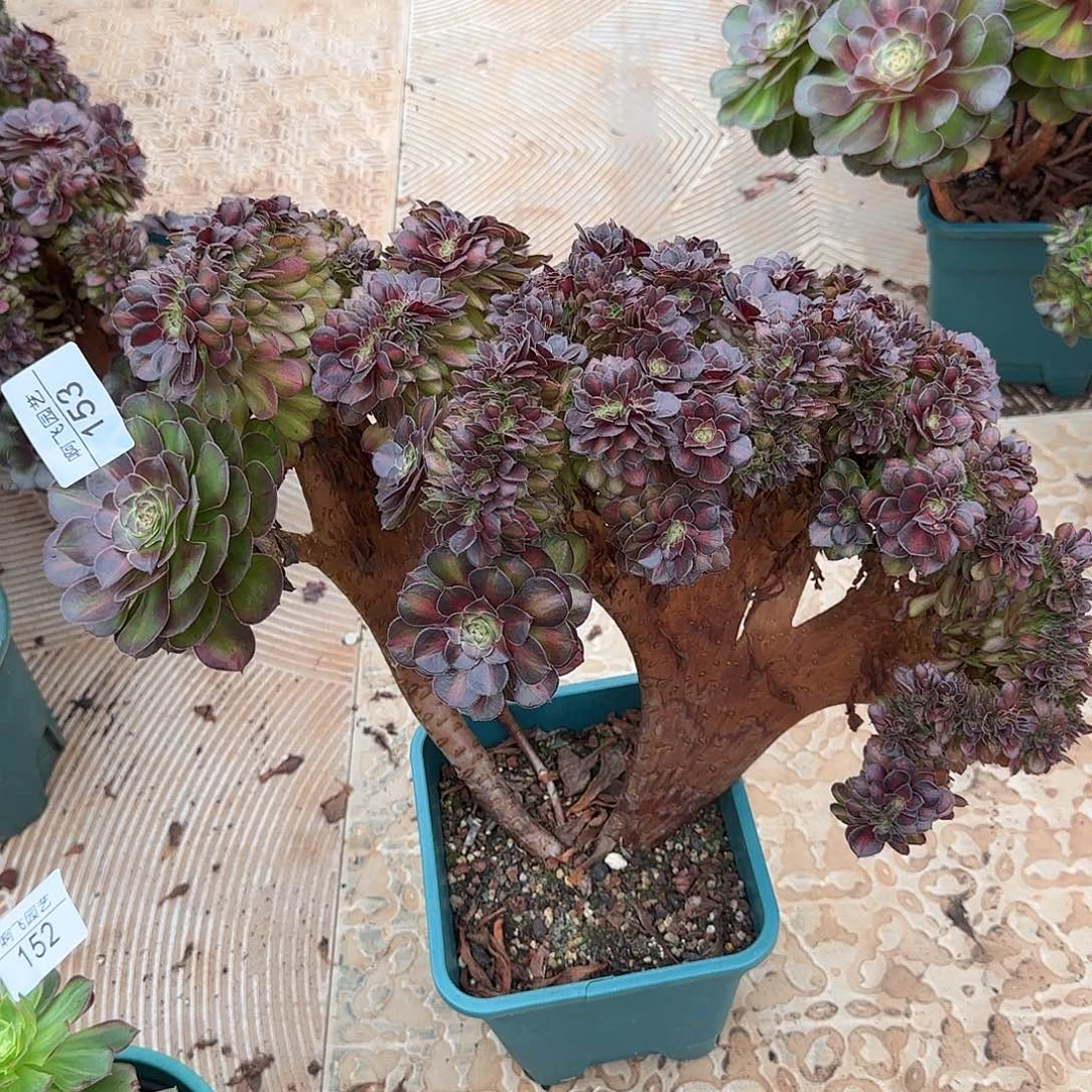 153多肉  抹茶缀 福利