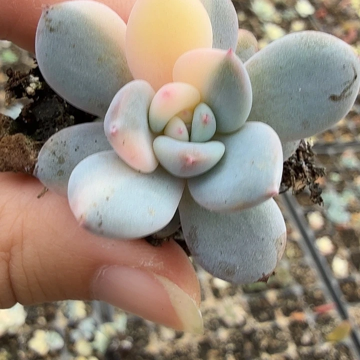 星星橙锦，多肉植物