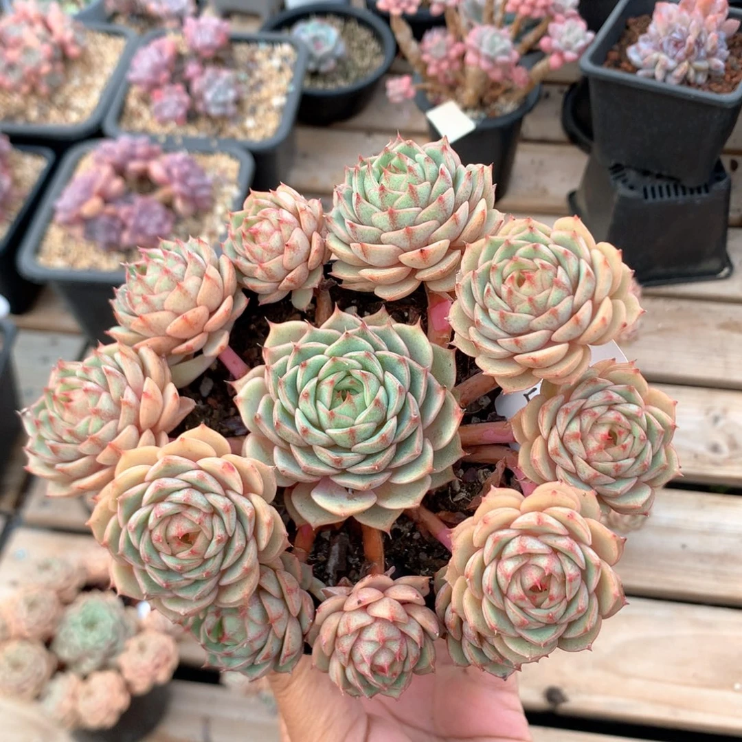 后***.15厘米12头苯巴蒂斯 无砍 5611