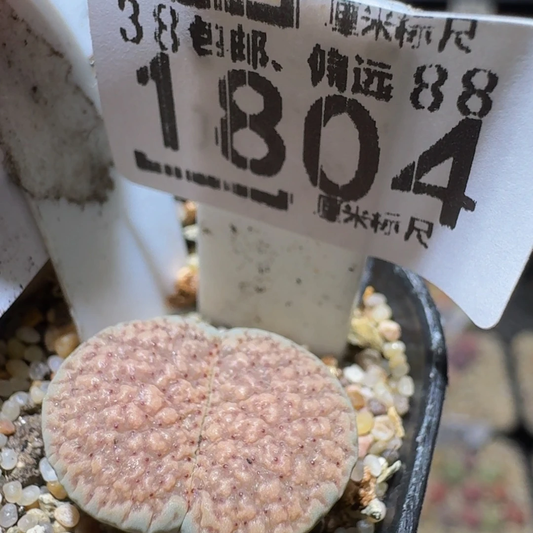 Sssss精品生石花1804