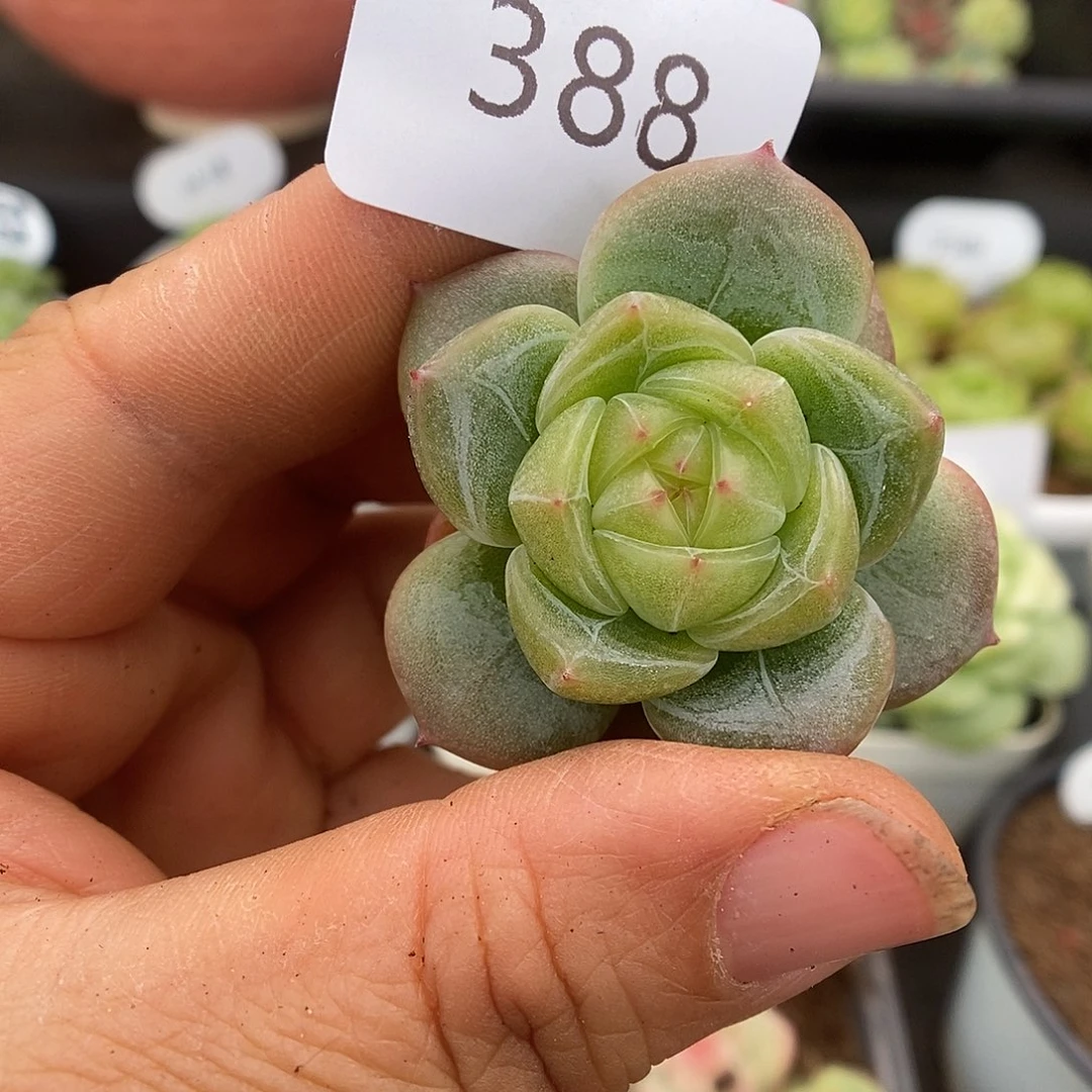 一物一拍一物一拍926-388