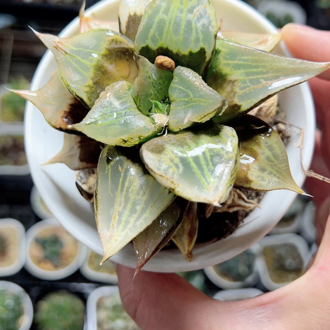 毛*从1311多肉植物，