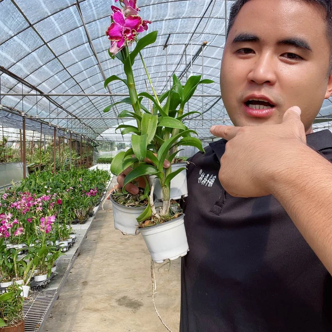 当前无花朵，栽培后可花朵4高端泰秋