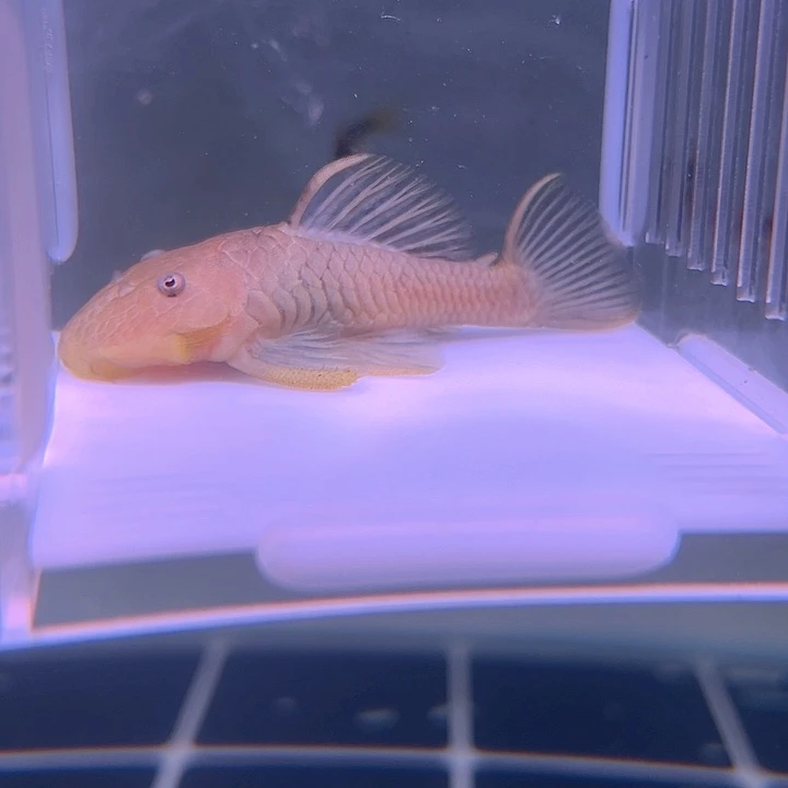 清道夫鱼22-010黑金刚达摩一条尺寸7+