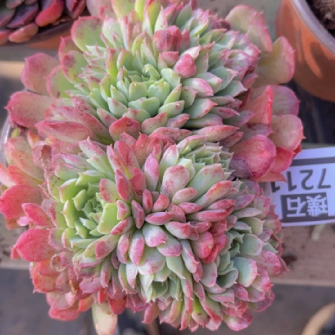 【闪购商品】朱砂痣缀17211