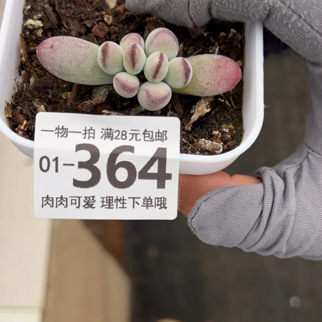 乒乓福娘多肉多肉多肉多肉多肉