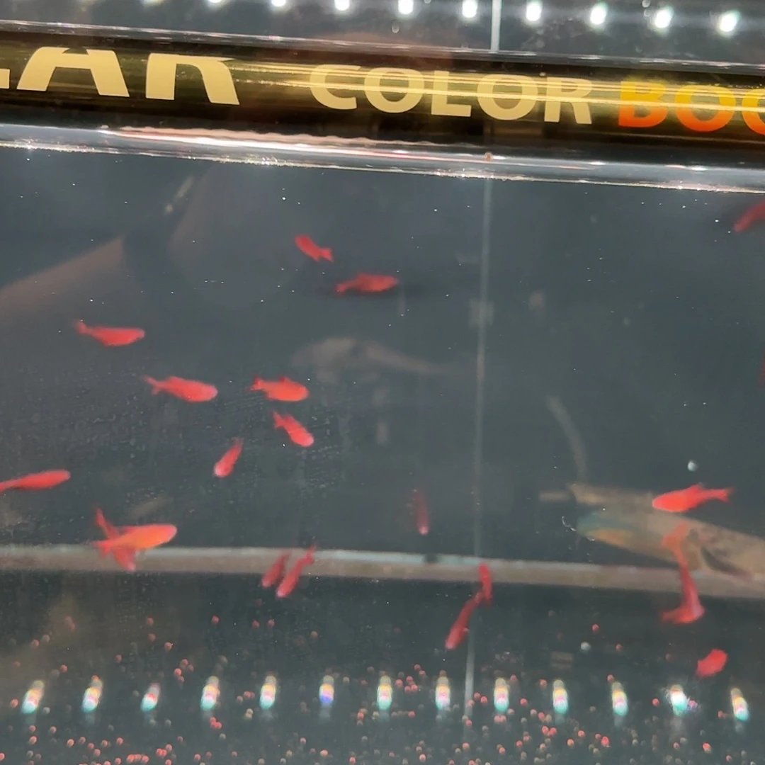 海水鱼甜心柠檬一只