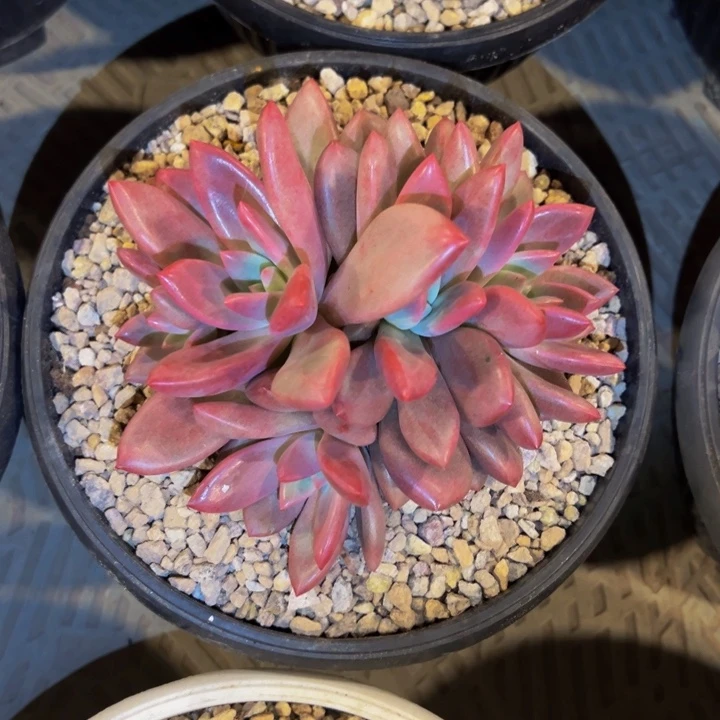 赫菲虞多头自然群勇结同心