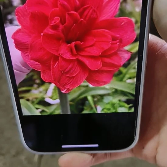 完全开放188 2+一颗