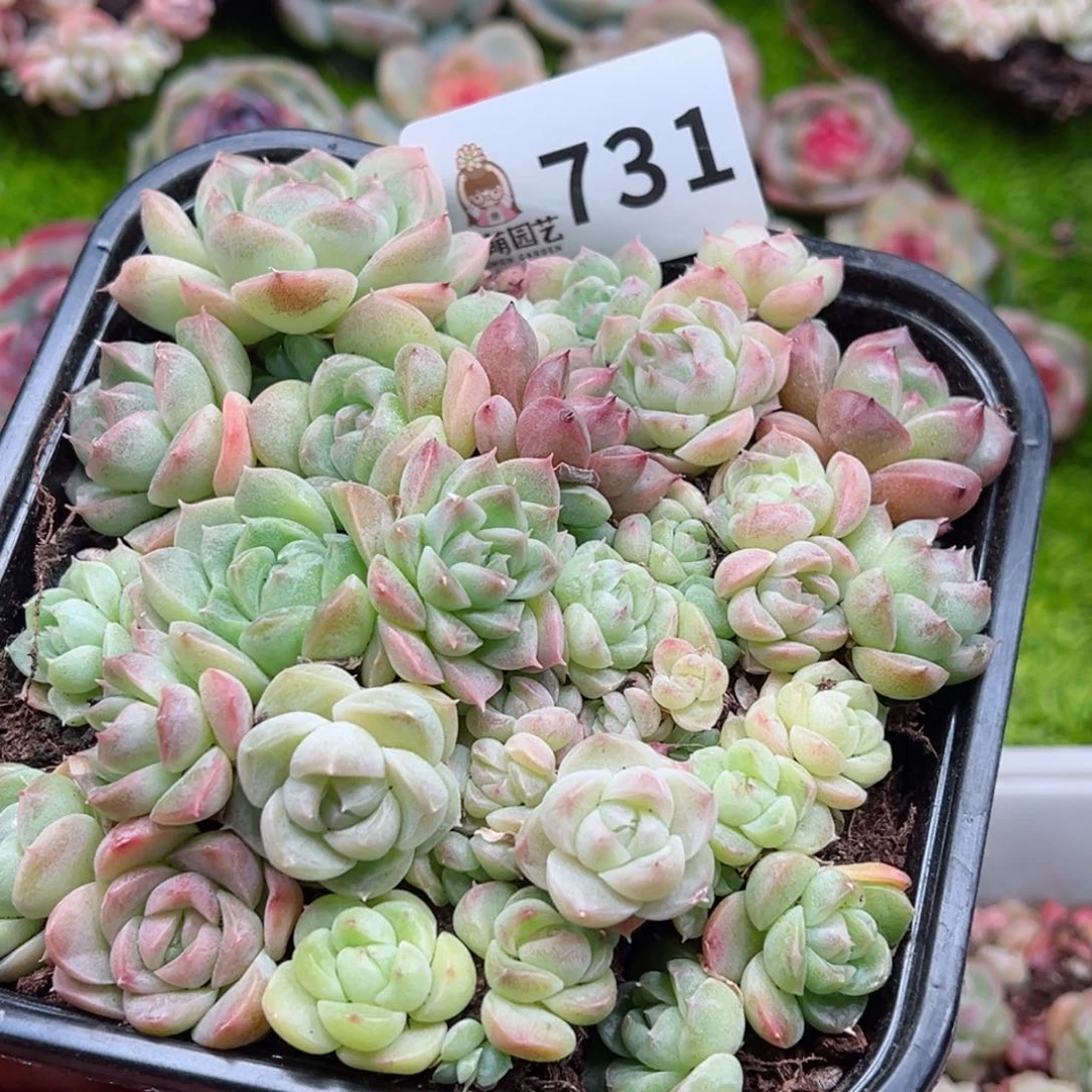 多肉植物多肉植物