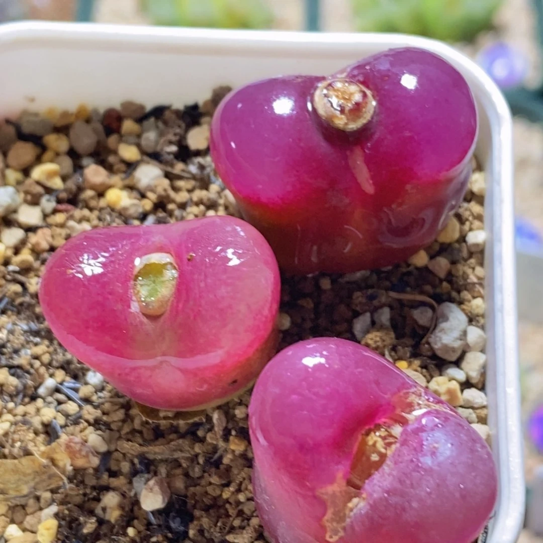 带盆福利好看好看1430.48超毛