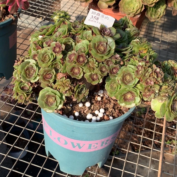 358万缀多肉植物特价