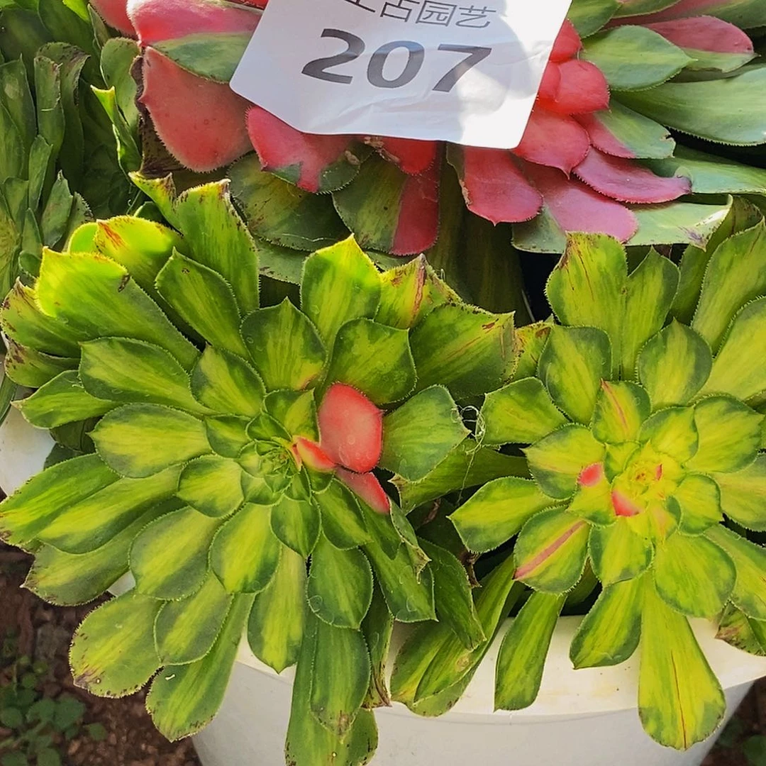 小***郎上古园艺多肉法师207