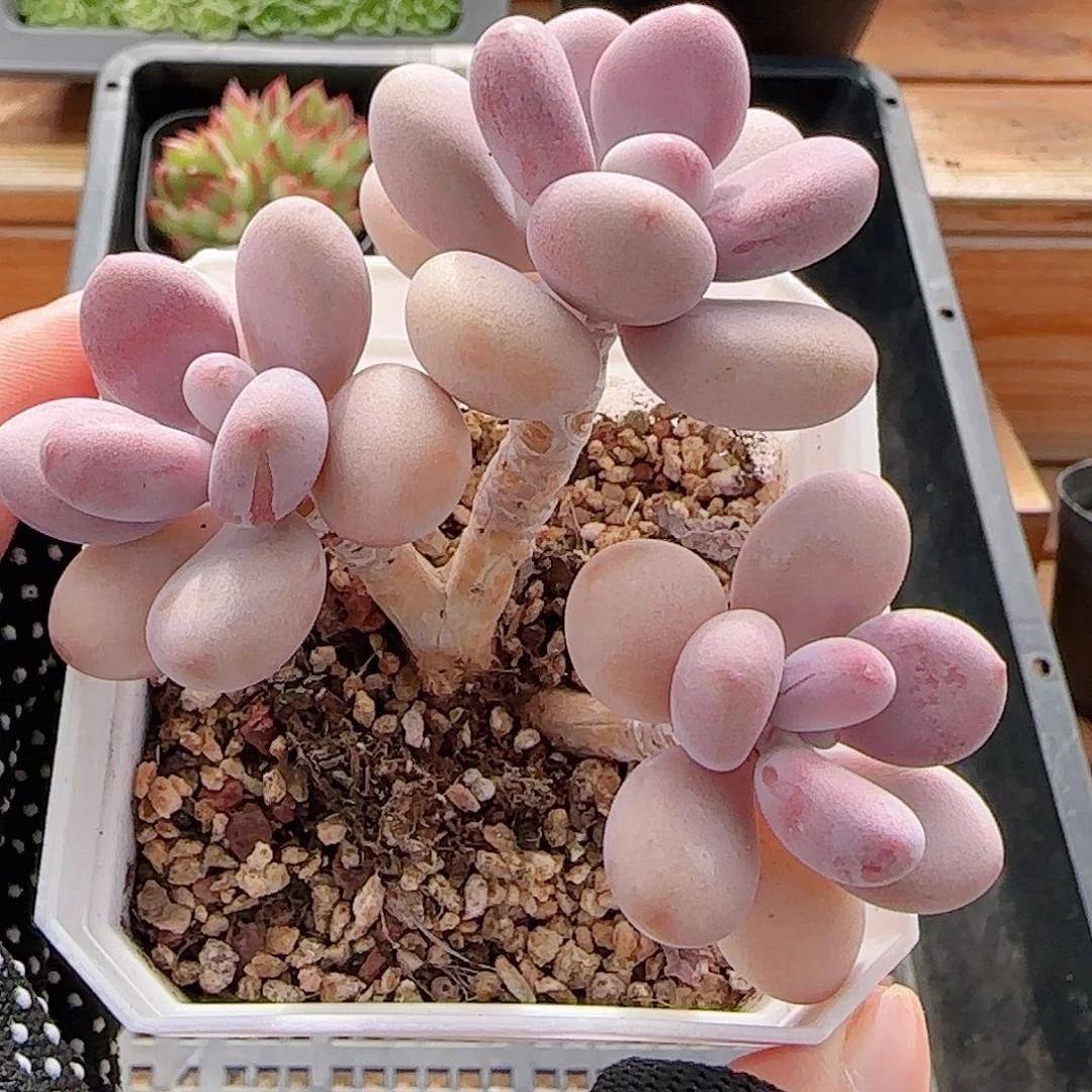 多肉0809-110桃蛋小老桩