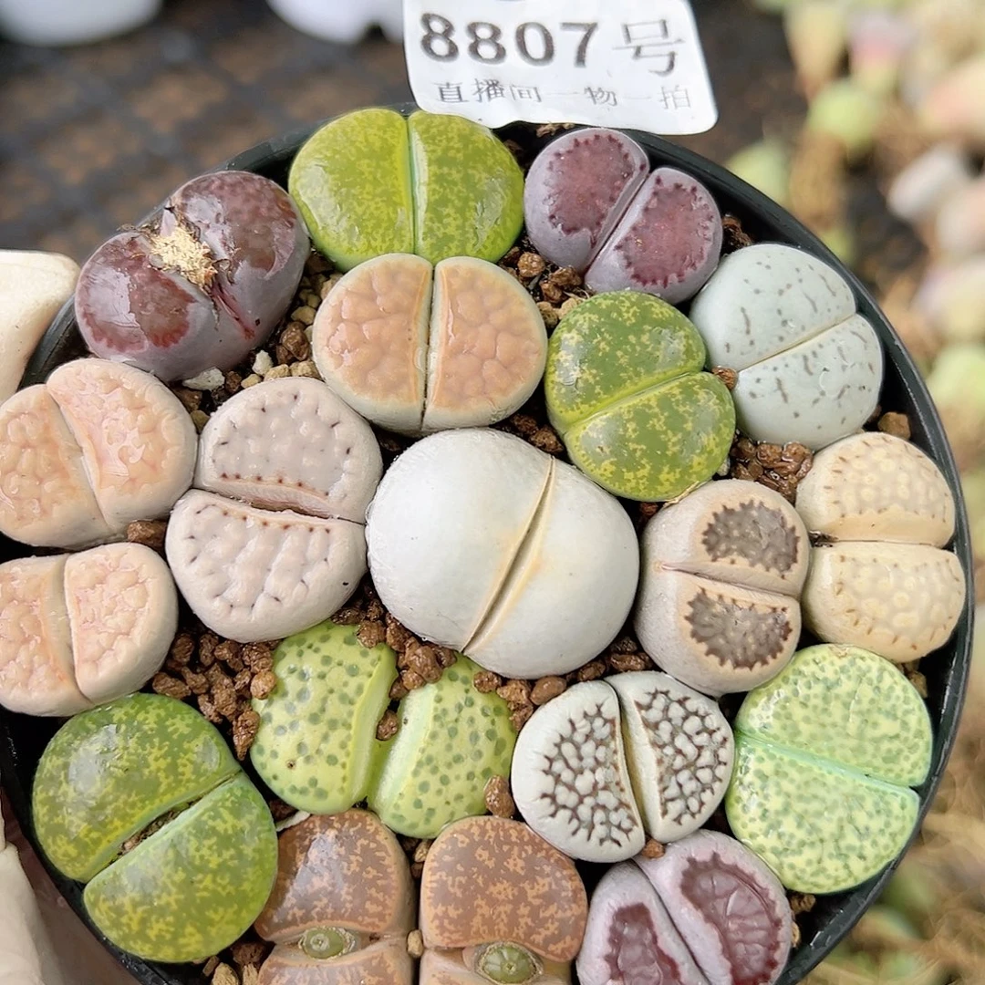 8807 好养易活生石花大母本9cm盆