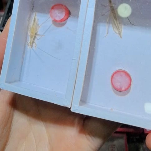 泰国竹蛉两条全品个大