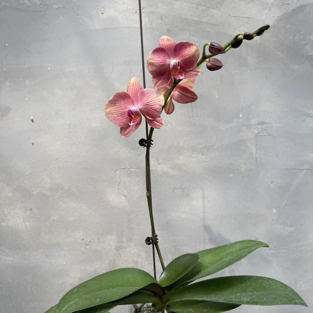 兰博园艺【彩月】3.0寸杯带花没花苞发货