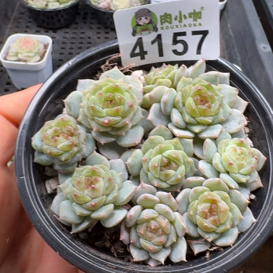 多肉植物多肉植物