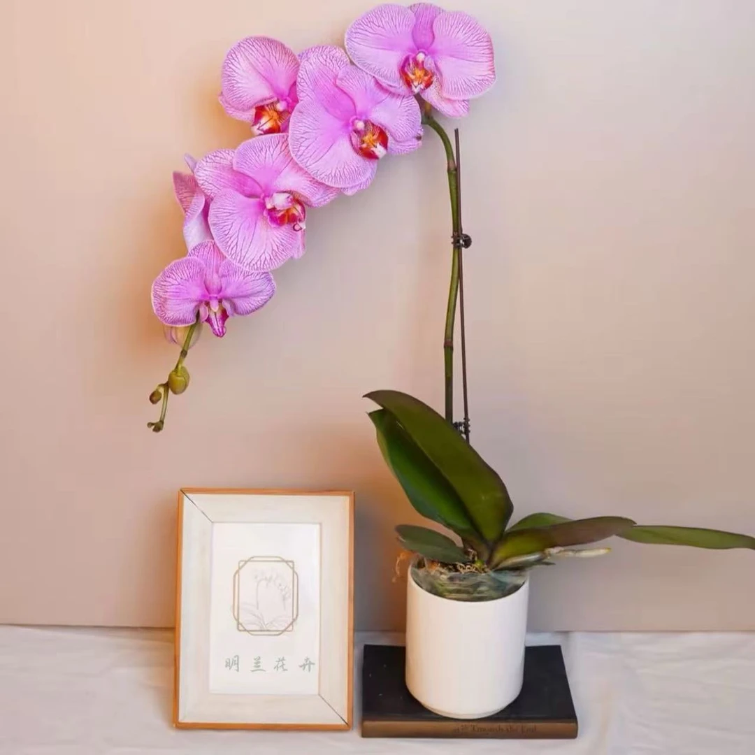 明兰花卉 蝴蝶兰【花好月圆】微瑕 3.0寸全花开花株发货