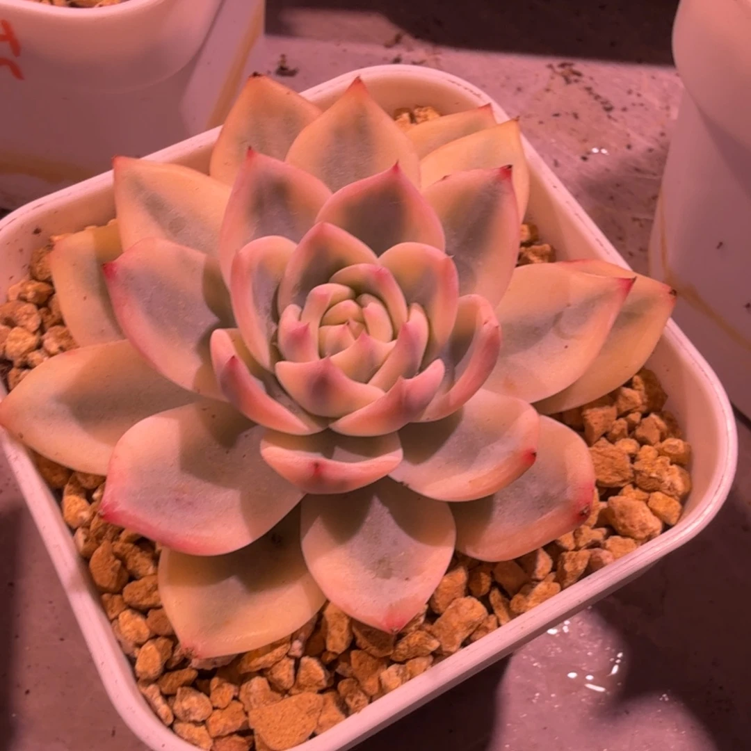 盖亚锦，多肉锦多肉