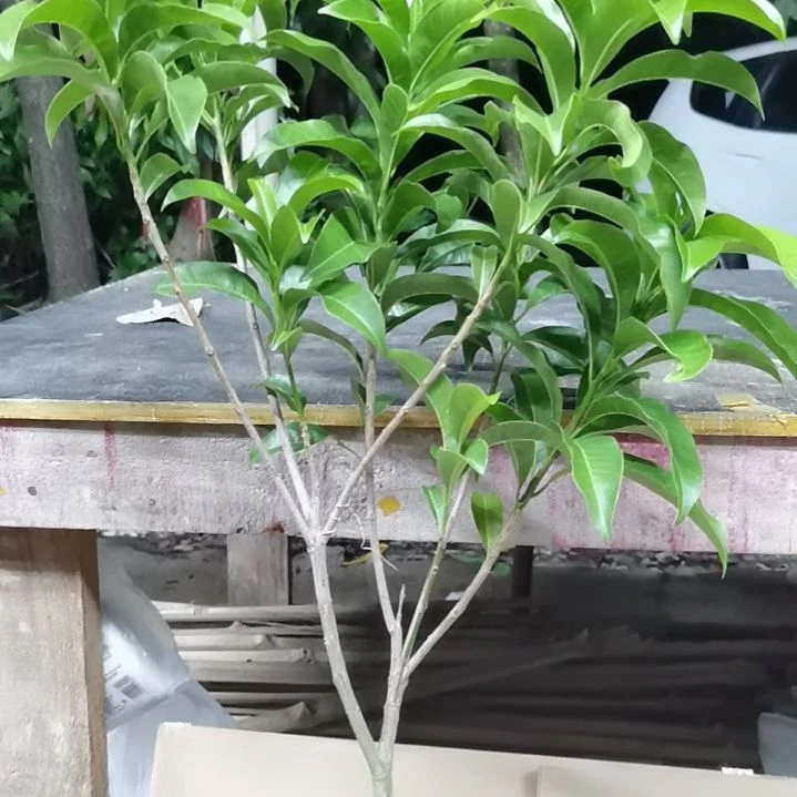 雨***羲完全开放黄晶果。。。。。