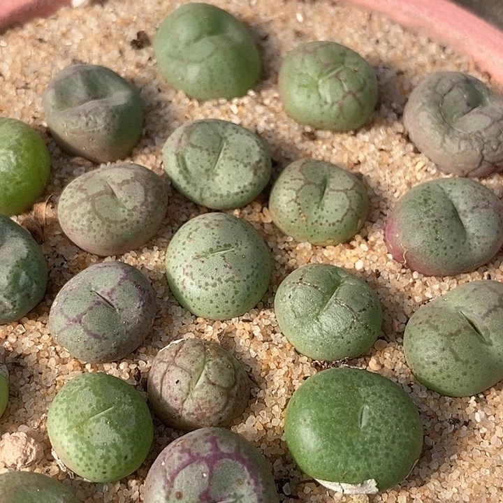 单头猴子一组两颗