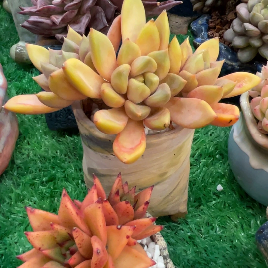 多肉植物盆栽多肉植物