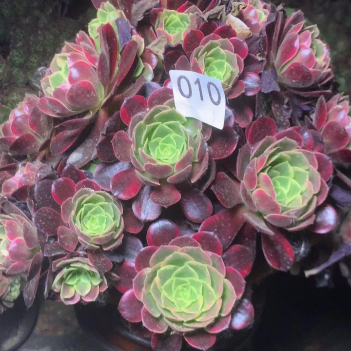 清*010金丝雀多肉植物