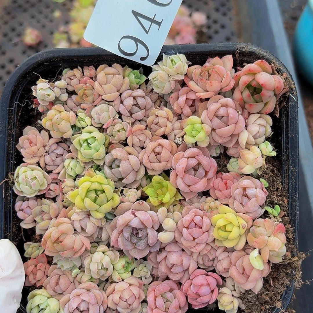 多肉植物多肉植物946