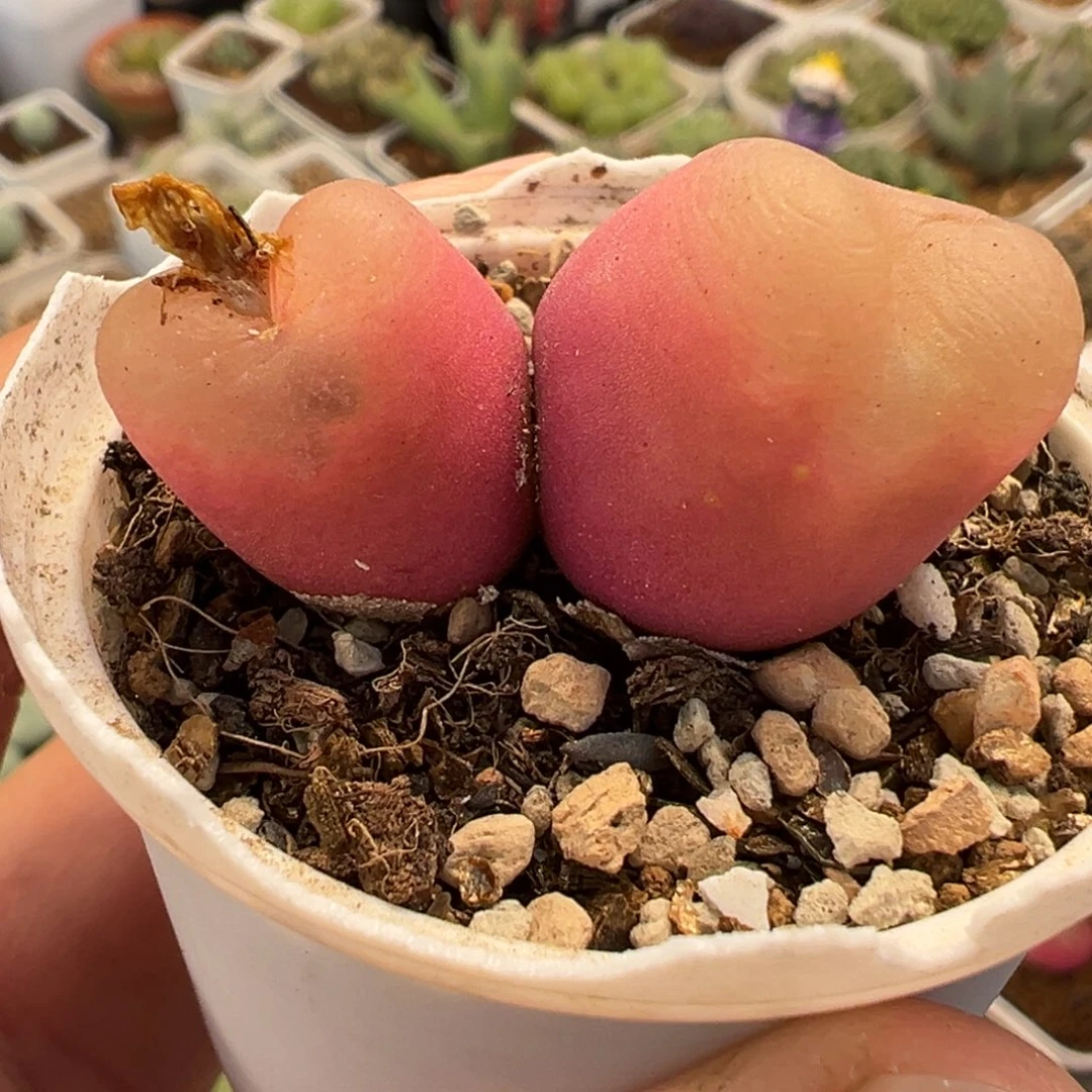 018多肉植物种类多样