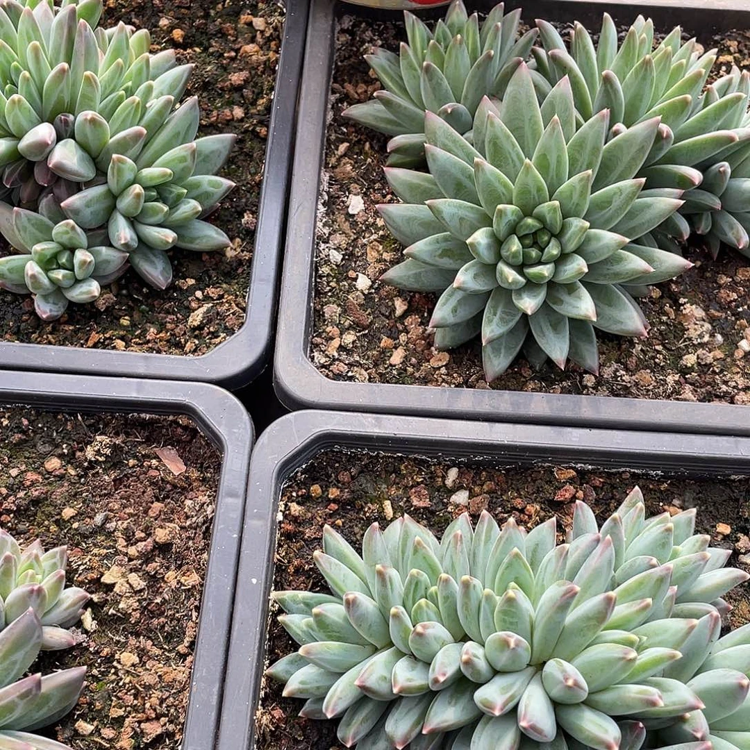 彩翼美人多头群生15厘米可挑