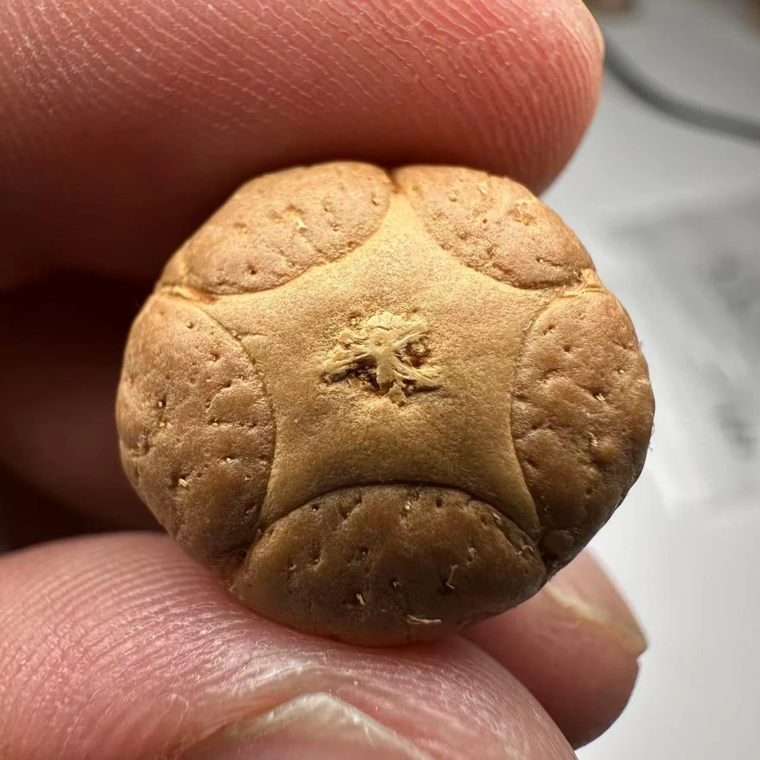 尼泊尔五星菩提，尺寸18，sss系列，货号100