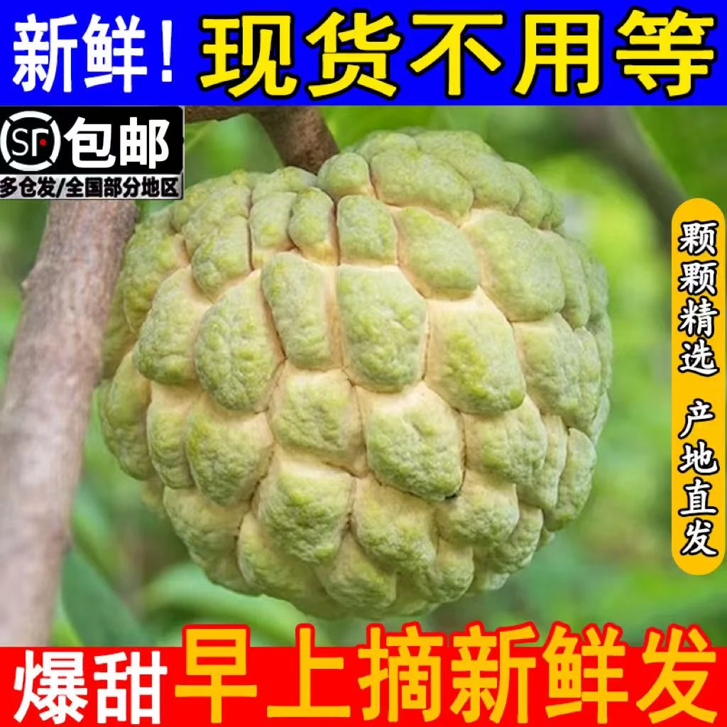 【顺丰包邮】大目释迦果新鲜当季热带水果佛头果番荔枝