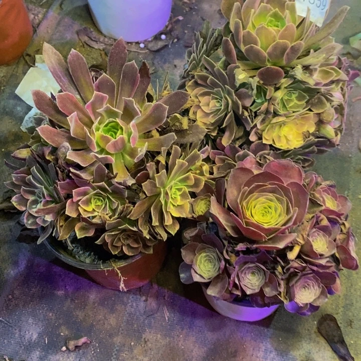 3盆多肉断头不包1359