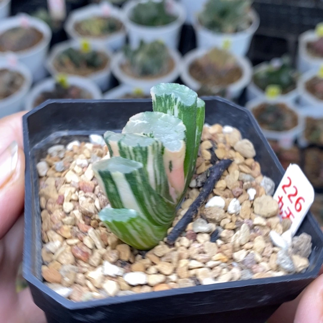 226号北斋玉扇锦多肉