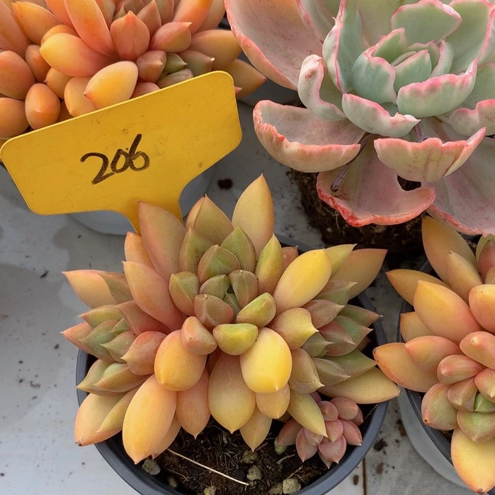 红线南瓜多替自己误7273727¥