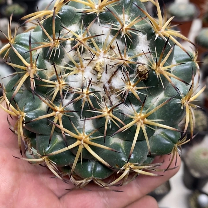 实生大号天丝象牙