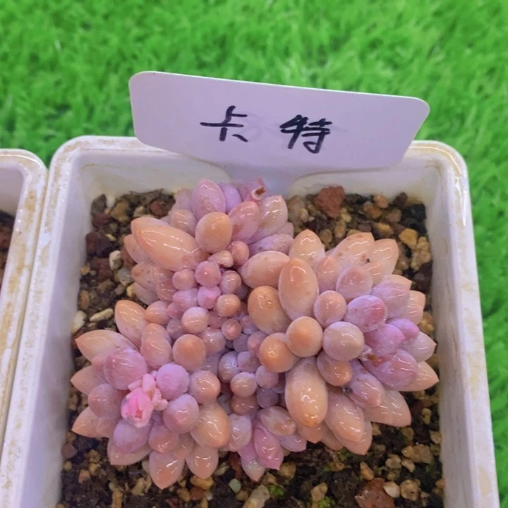 林多肉植物，开心多肉