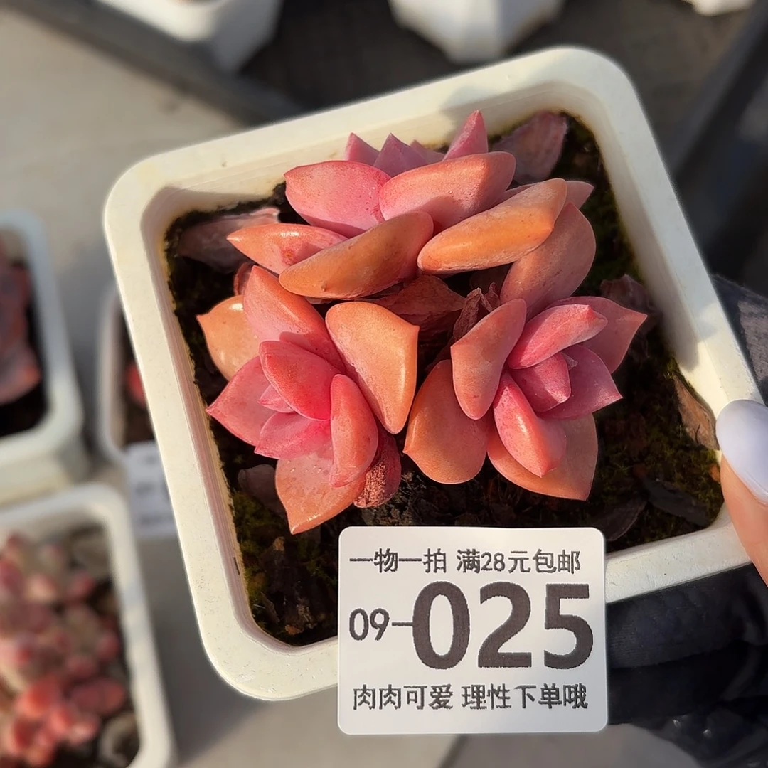 彩虹糖无盆土发货