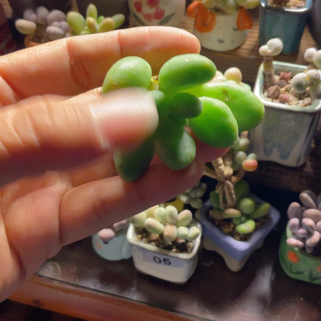 乌里韦叶子10片多肉