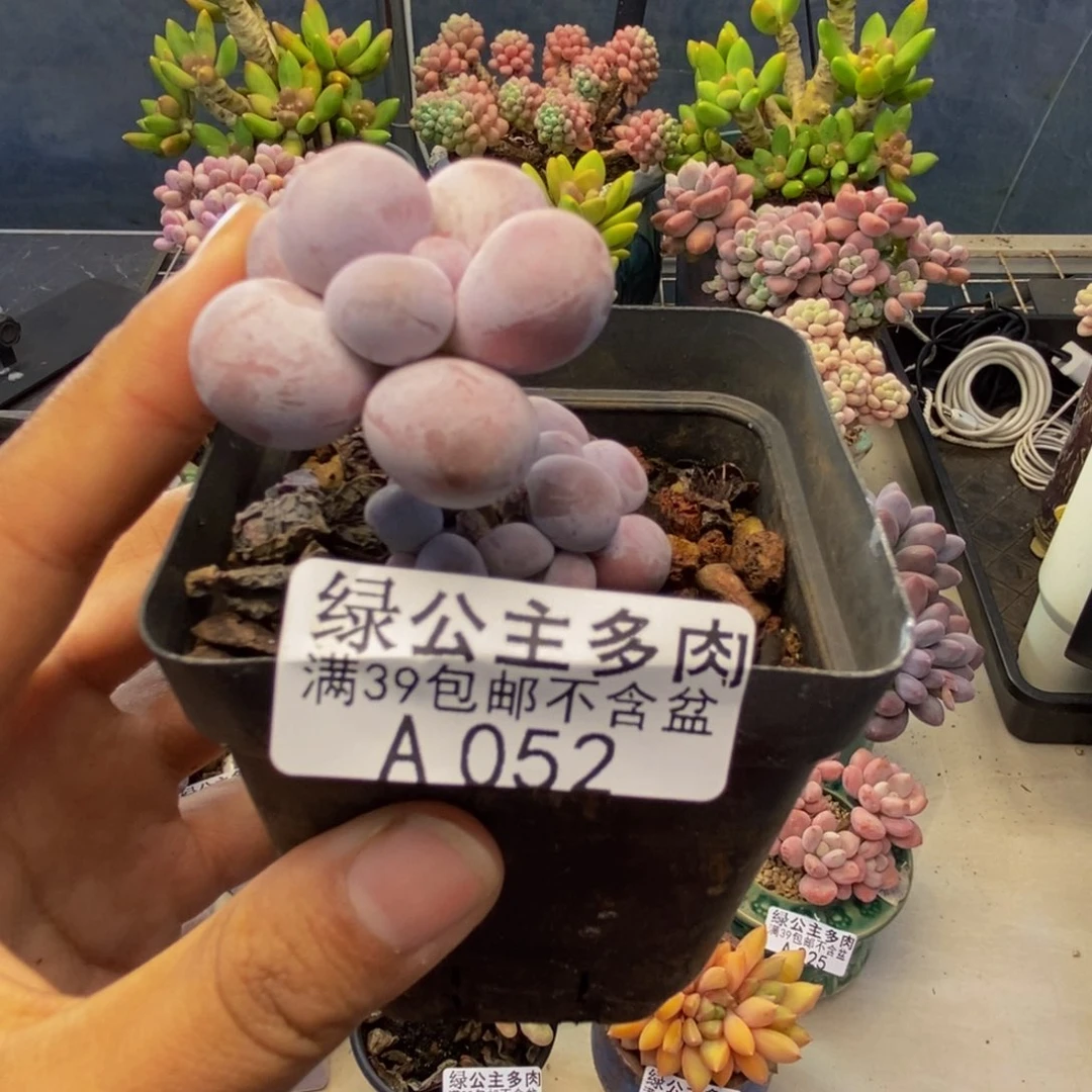 052橙奶多肉肉2c m