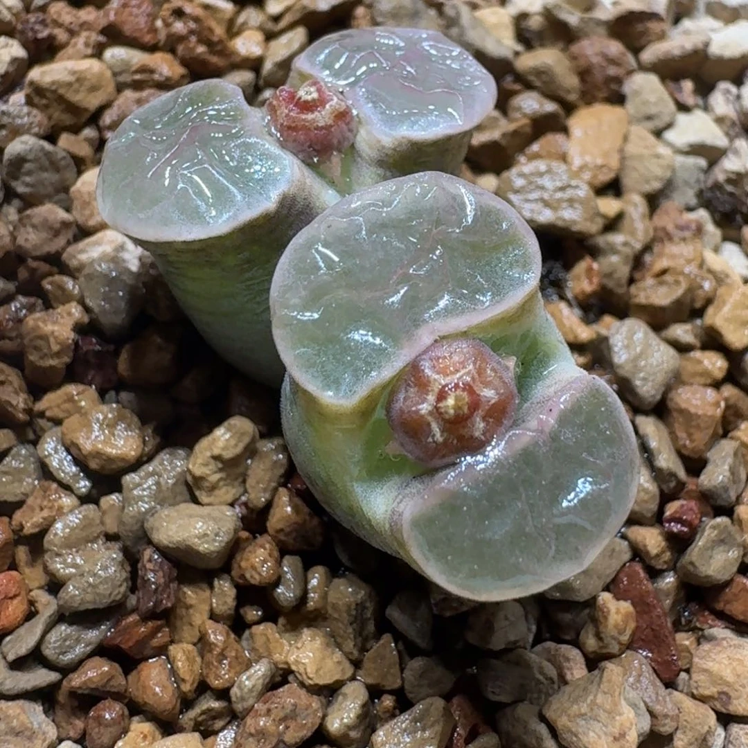 喜****菜0205-03班克肉锥肉锥